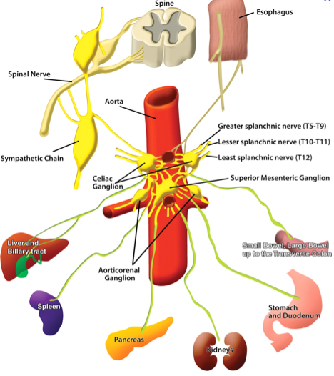 celiac-plexus-block-preferredpaincenter